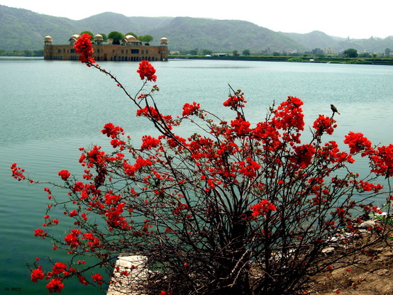 Farbfoto - Blick über das türkisblaue Wasser des Man Sagar-Sees in Jaipur, Rajasthan, Indien, auf den Wasserpalast Jal Mahal. Im Vordergrund ein Busch mit tiefroten Blüten. Am Horizont diesige Berge und ein blasser Himmel.