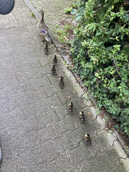Eine Ente mit sieben Küken in einer Reihe im Schlepptau am Straßenrand.