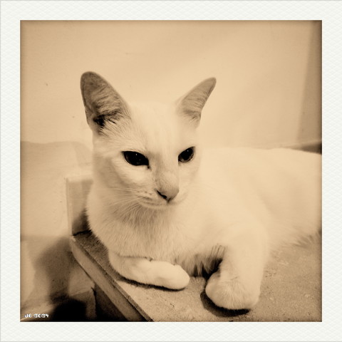 Portrait einer liegenden weißen Katze in Sepia. Sie ist entspannt und hat den typisch unfokussierten Blick des Moments vor dem Einschlafen. Geknipst mit Vignette for Android auf einem Xiaomi Redmi.