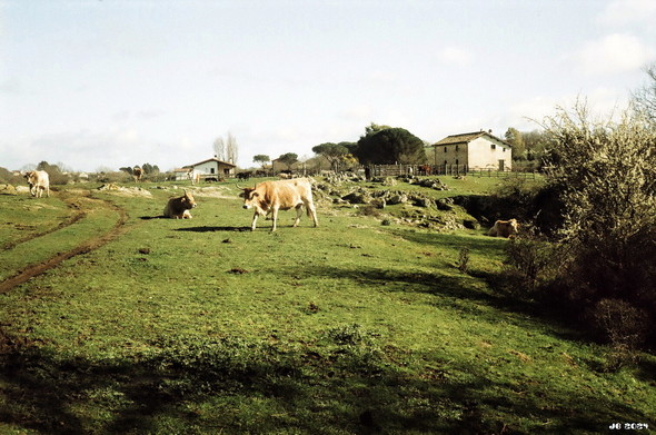 Farbfoto einer grünen Weide mit drei hellbraunen Kühen. Im Hintergrund ein paar Bauernhäuser, darunter auch der historische Hof, der jetzt als Museum für dieses Naturschutzgebiet dient. Hellblauer Himmel mit verstreuten weißen Wolken. Analogfoto, aufgenommen mit einer Olympus 35LC auf Wolfen NC 500.
