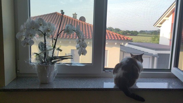 Links weiße Orchidee in weißem Topf und rechts sitzende braun-weiße Katze mit Rücken zu Kamera, nebeneinander auf Granit-Fensterbank vor offenem Fenster, draussen Ausschnitte eines gelben und eines weißen Hauses, dahinter grüne Felder und Bäume, blauer Himmel