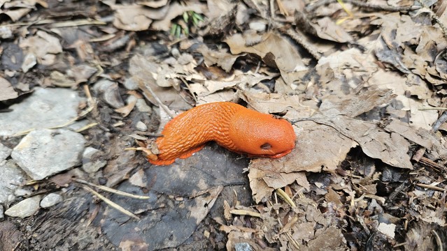 Orangefarbene Nacktschnecke