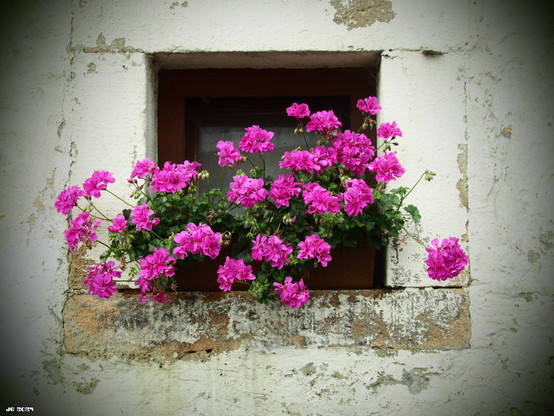 Farbfoto - dunkelrosa Geranien in einem Pflanztrog in der Fensteröffnung eines älteren Hauses mit etwas lädierter weißgrauer Wand.