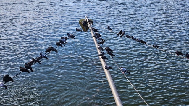 Tauben auf einem Ausleger an der Kurpfalzbrücke 