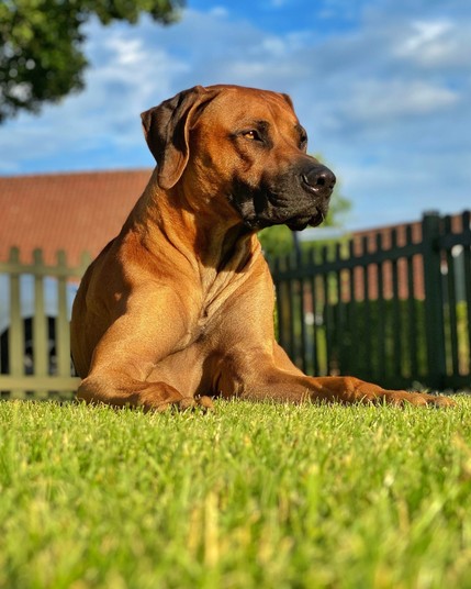 Ein brauner Hund, der auf grünem Gras liegt, mit einem verschwommenen Hintergrund mit einem Holzzaun und einem Haus unter blauem Himmel.